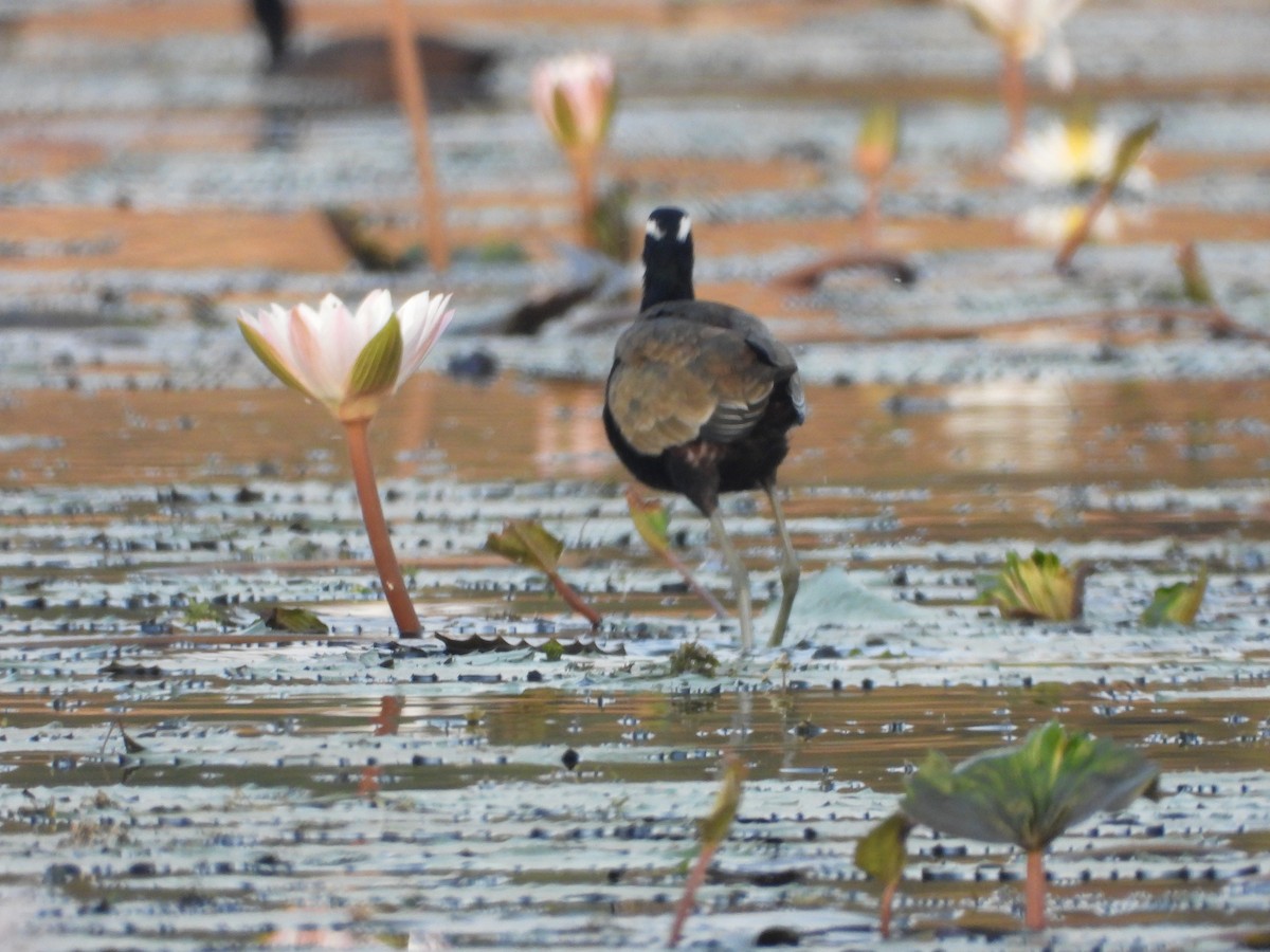 Bronze-winged Jacana - ML624717638