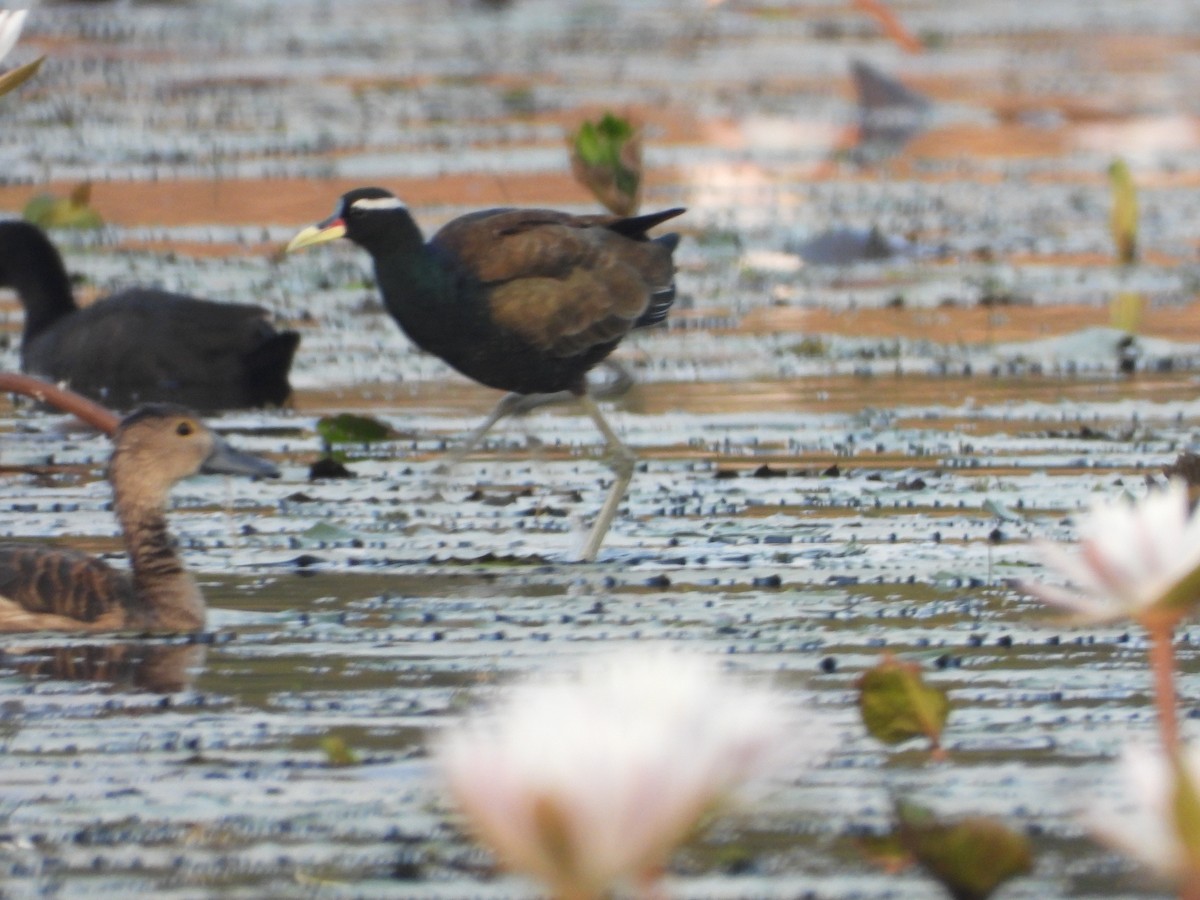 Bronze-winged Jacana - ML624717639