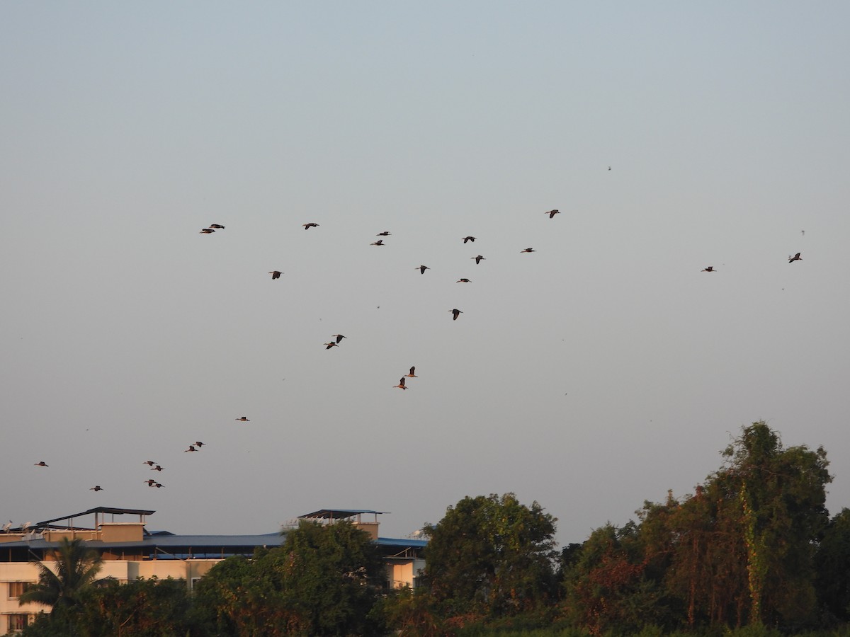 Lesser Whistling-Duck - ML624717651
