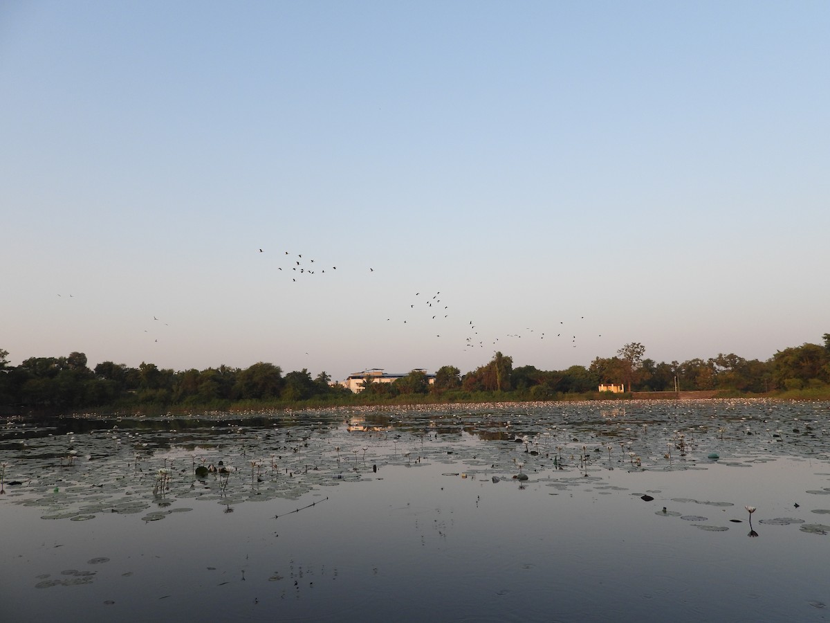 Lesser Whistling-Duck - ML624717653