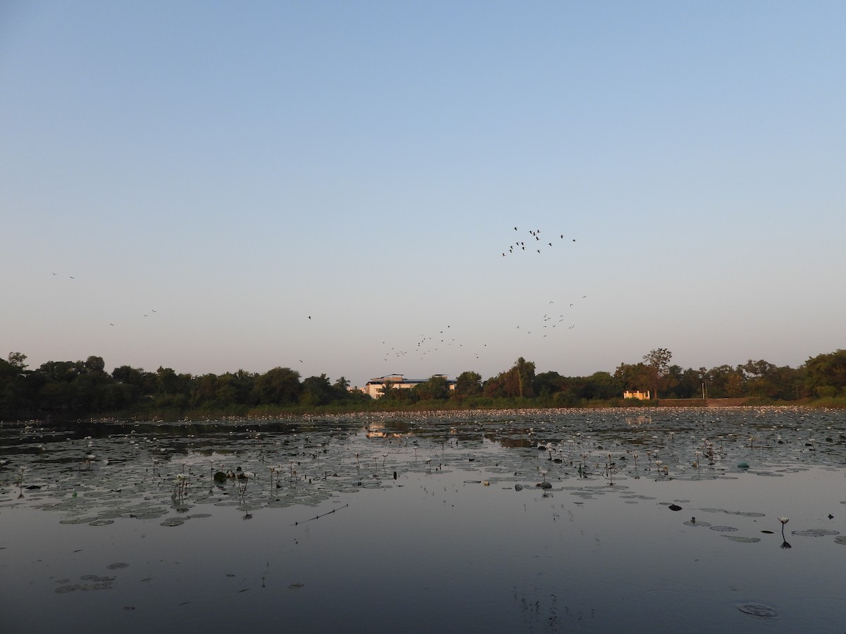 Lesser Whistling-Duck - ML624717669