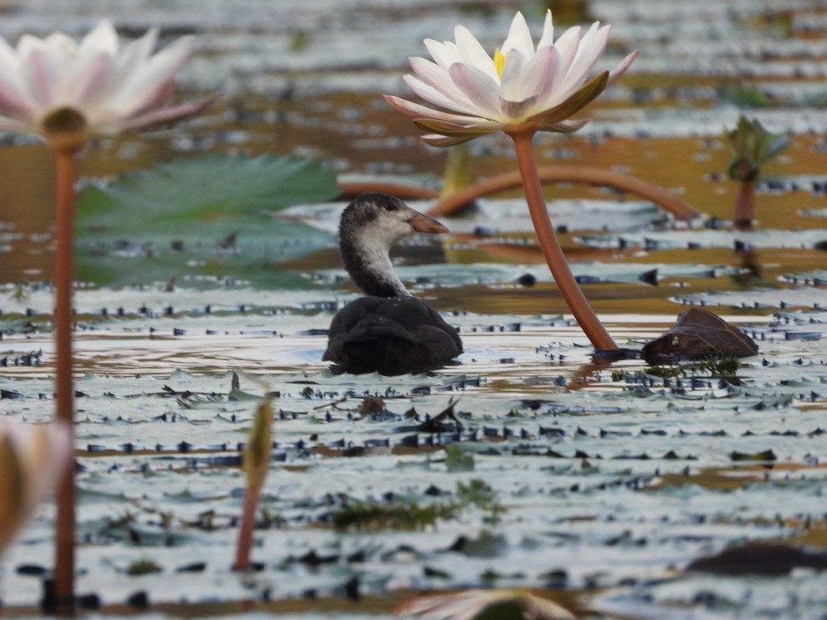 Eurasian Coot - ML624717704