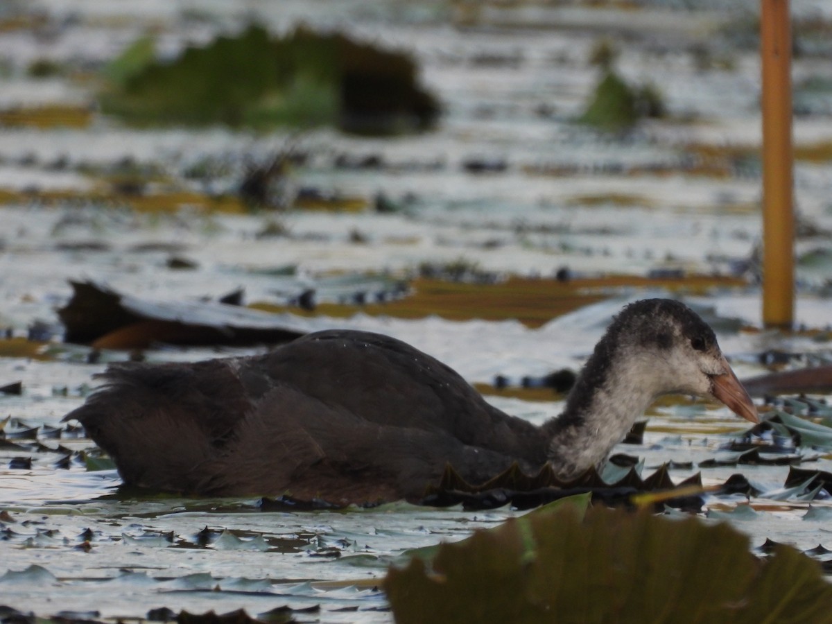 Eurasian Coot - ML624717707