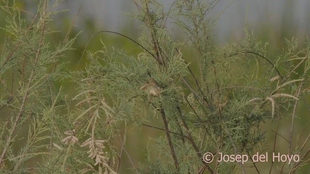 River Prinia - ML624717719