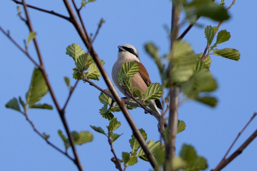Pie-grièche écorcheur - ML624717722