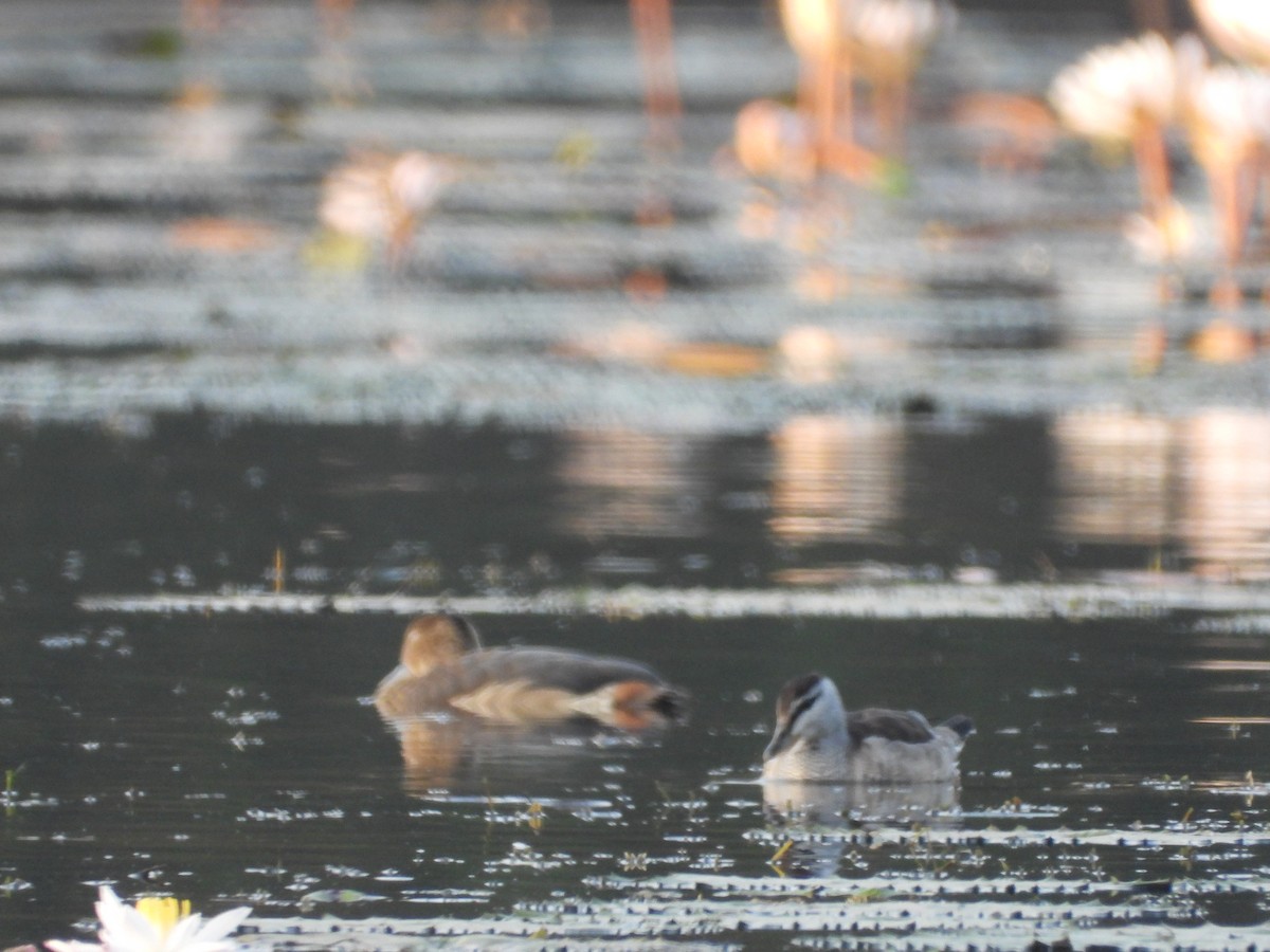 Cotton Pygmy-Goose - ML624717729
