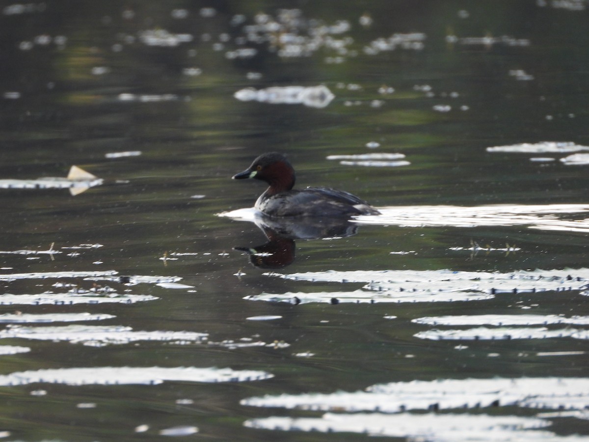 Little Grebe - ML624717737