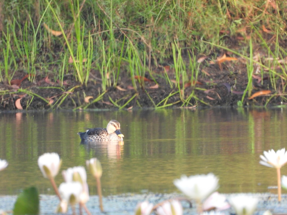 Indian Spot-billed Duck - ML624717743
