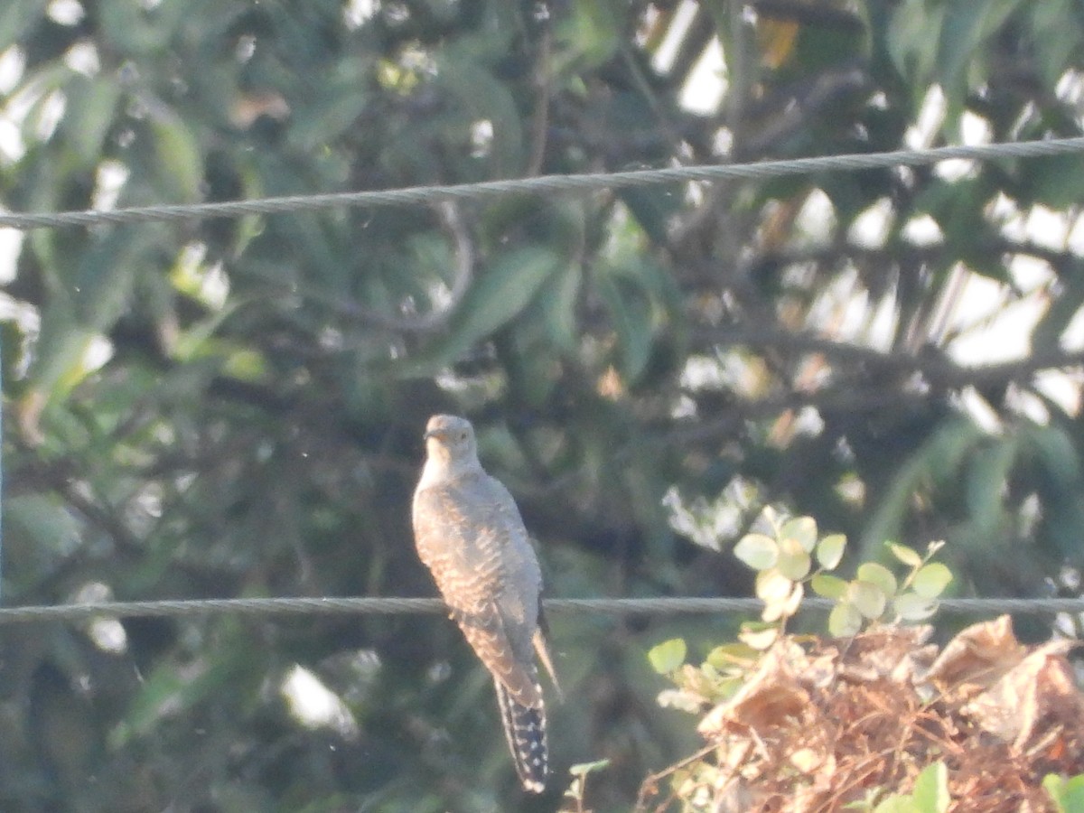 Common Cuckoo - ML624717747
