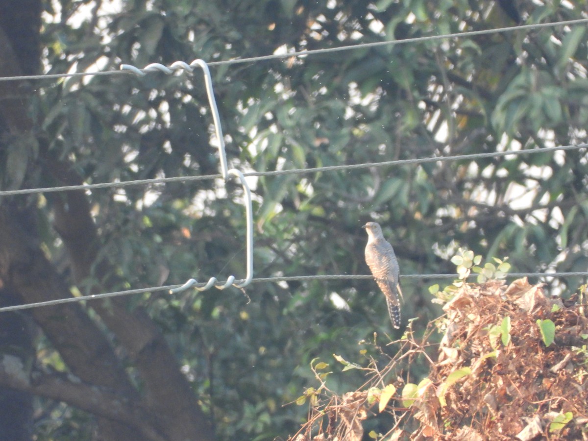 Common Cuckoo - ML624717754