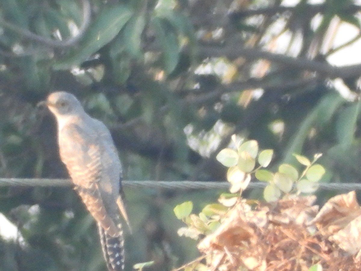Common Cuckoo - ML624717755