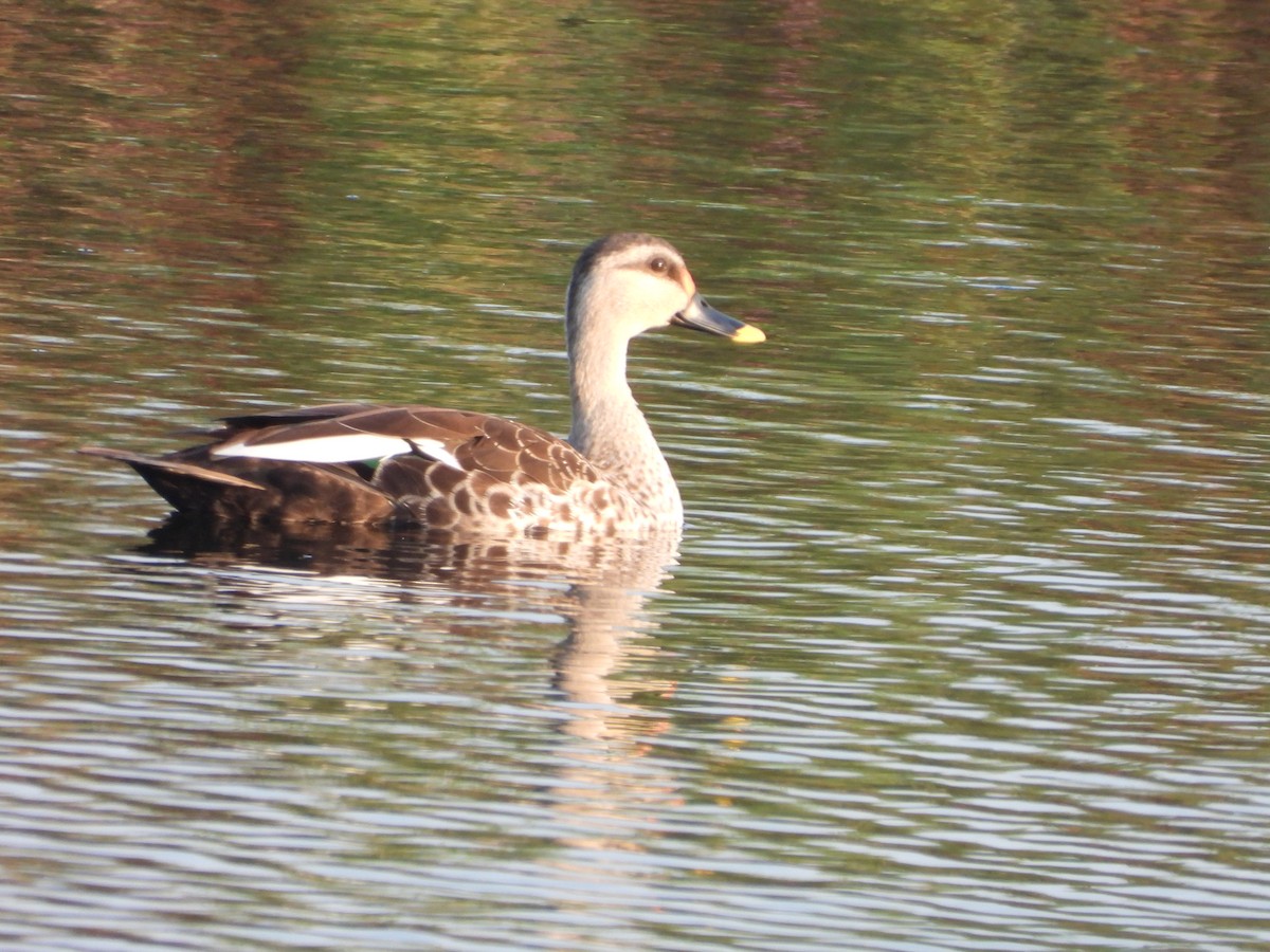 Indian Spot-billed Duck - ML624717760