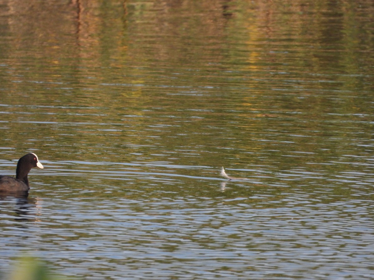 Eurasian Coot - ML624717770