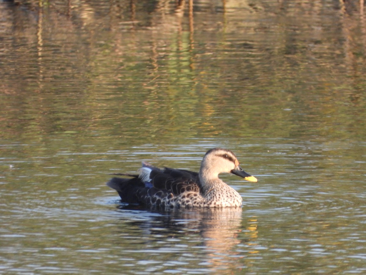 Indian Spot-billed Duck - ML624717777