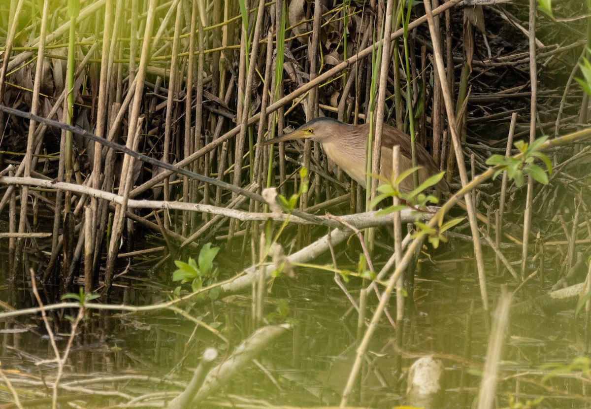 Yellow Bittern - ML624717855