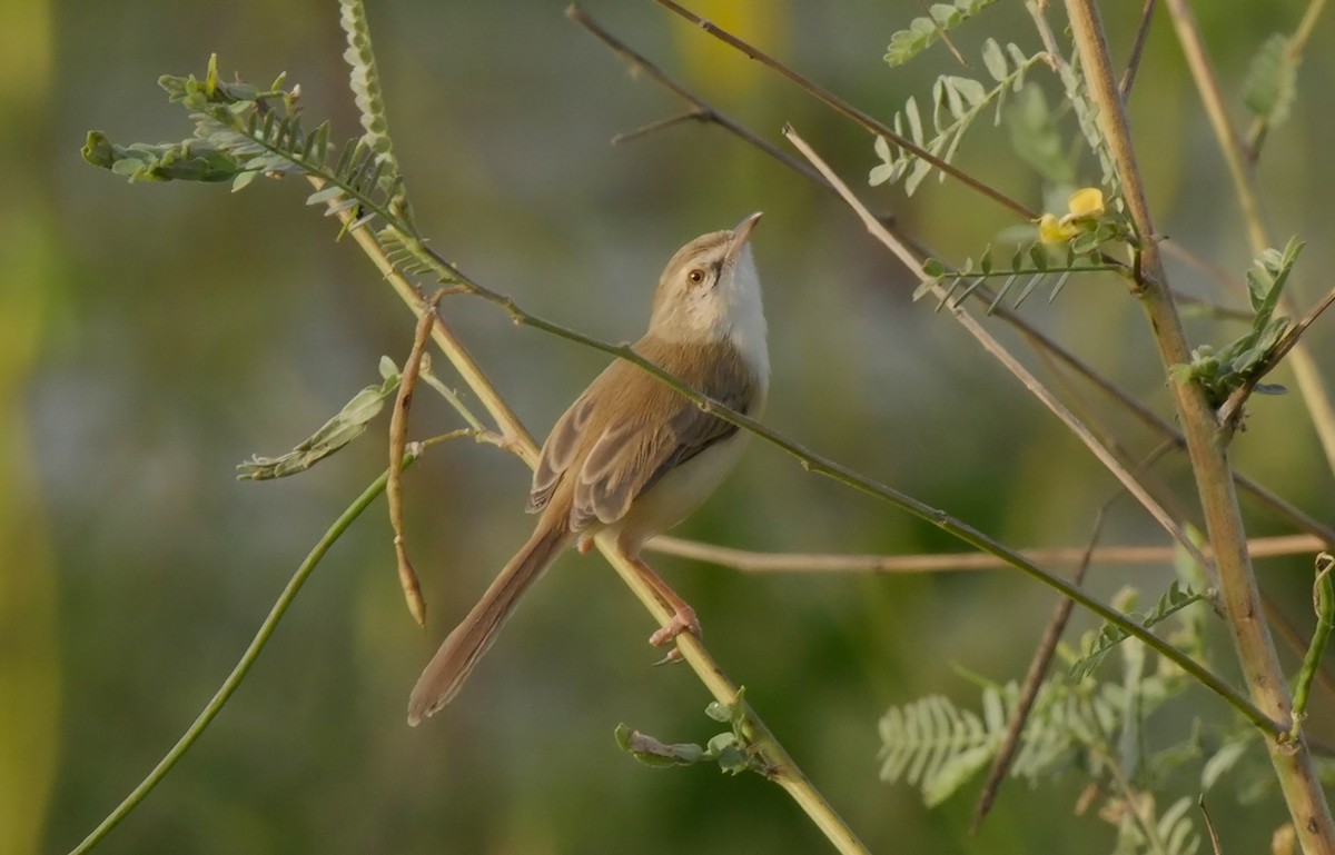 River Prinia - ML624718051