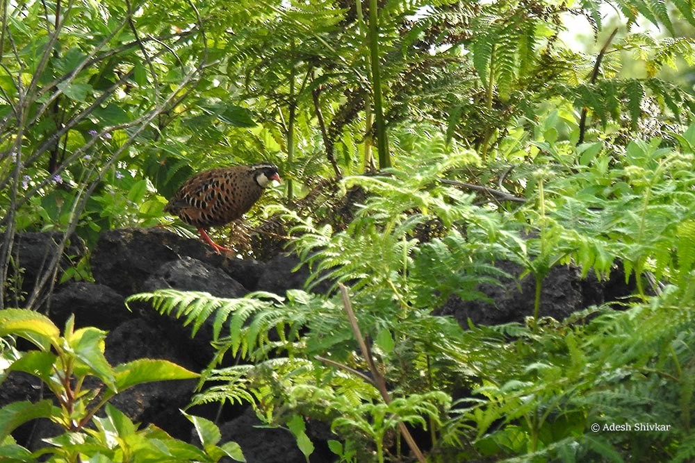 Painted Bush-Quail - ML624718097