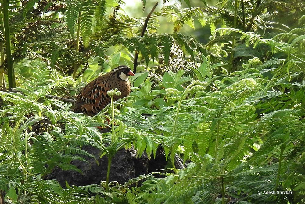 Painted Bush-Quail - ML624718098