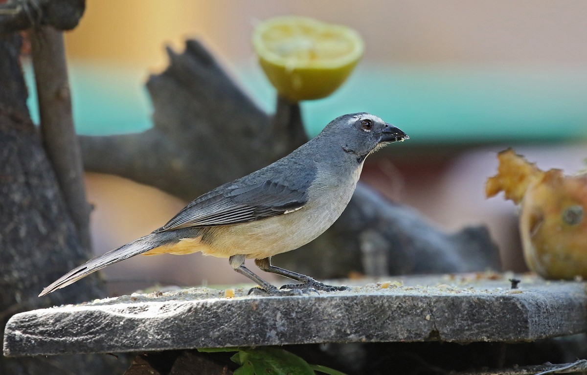 Bluish-gray Saltator - ML624718099