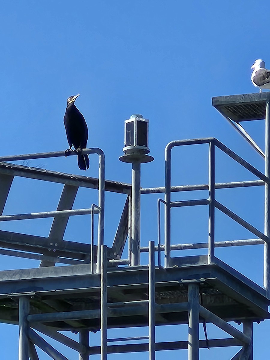 Great Cormorant - ML624718290