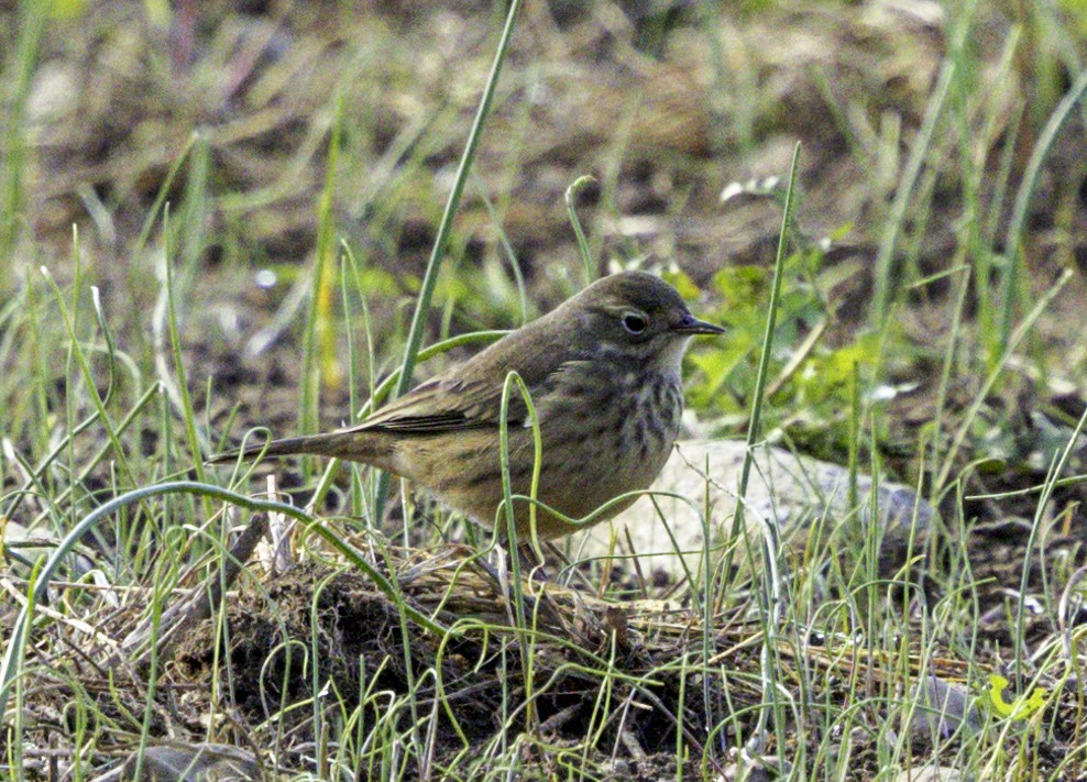 American Pipit - Peter Galvin