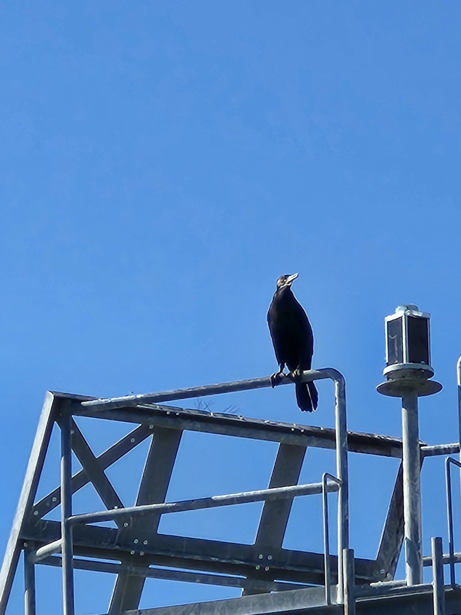 Great Cormorant - Ken Spilios