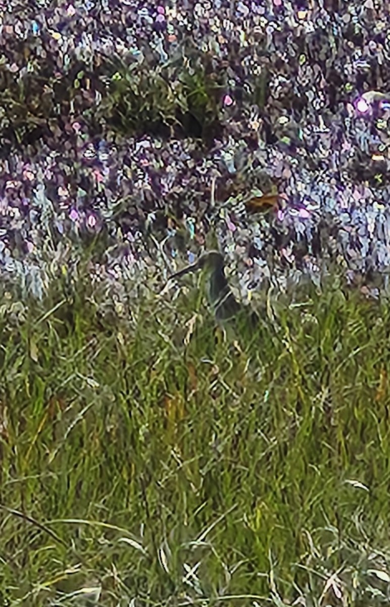 willetsnipe - ML624718381