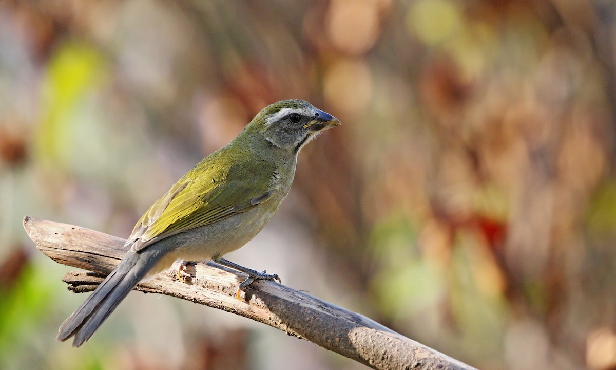 Green-winged Saltator - ML624718479