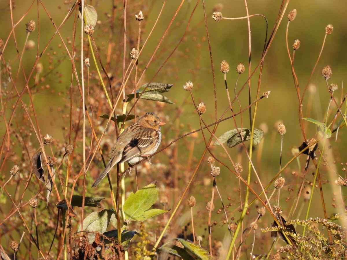 Harris's Sparrow - ML624718574