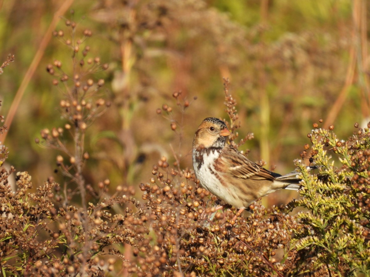 Harris's Sparrow - ML624718575