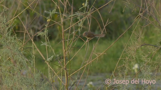 River Prinia - ML624718594