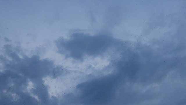 Golondrina Sureña - ML624718595