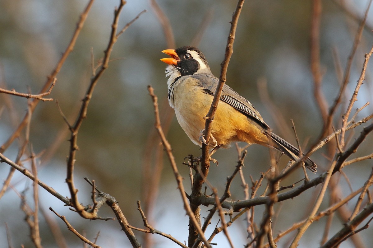 Golden-billed Saltator - ML624718726