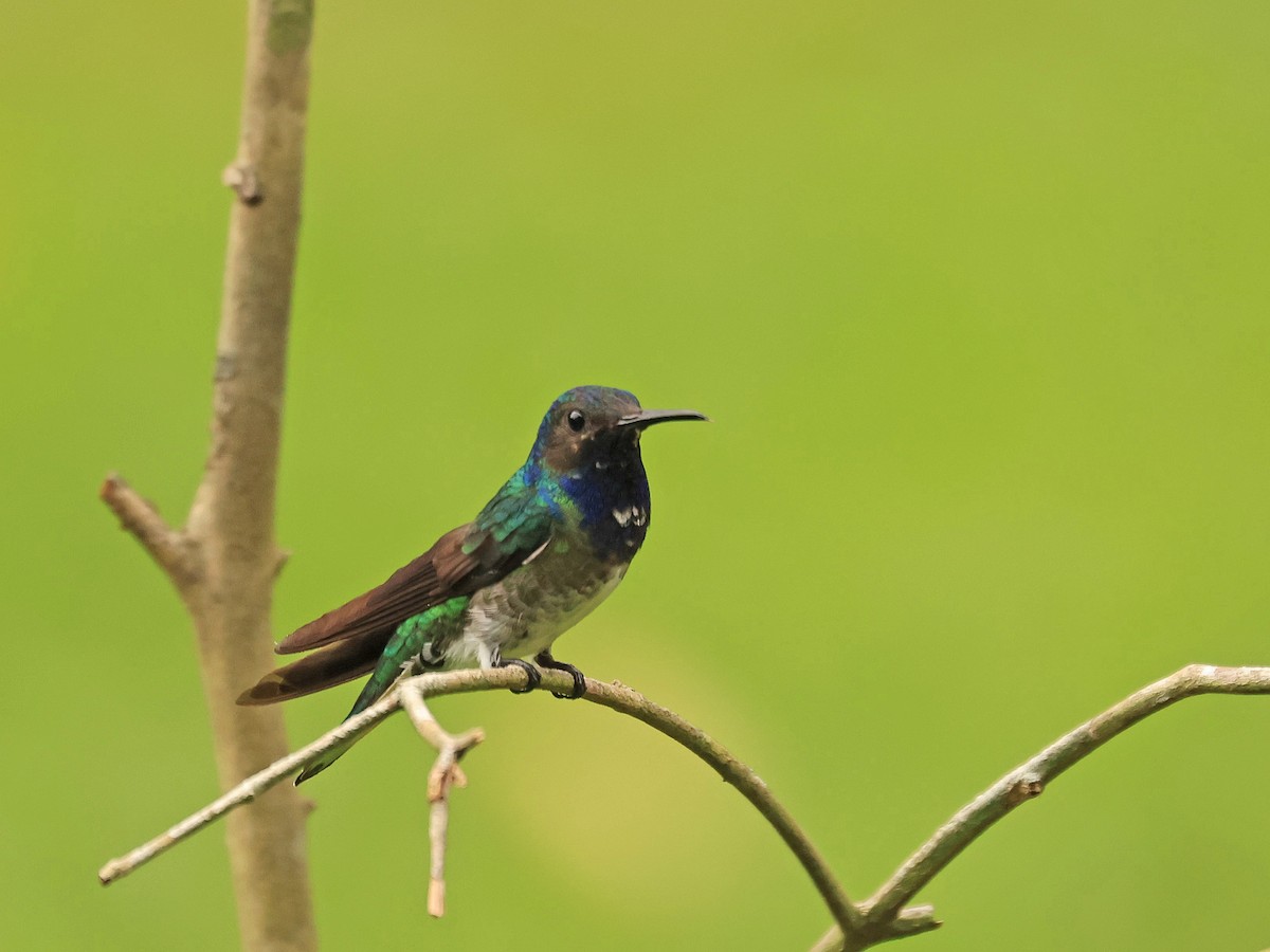 Sapphire-throated Hummingbird - ML624718792