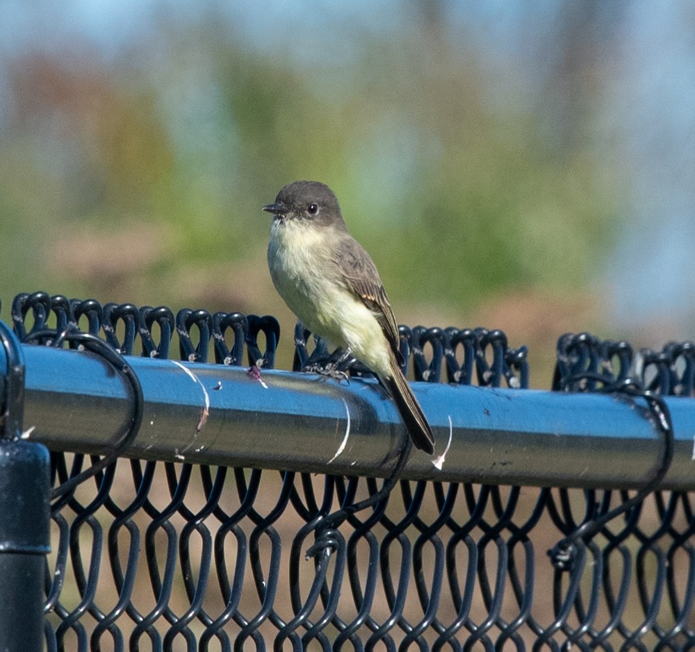 Eastern Phoebe - ML624718983