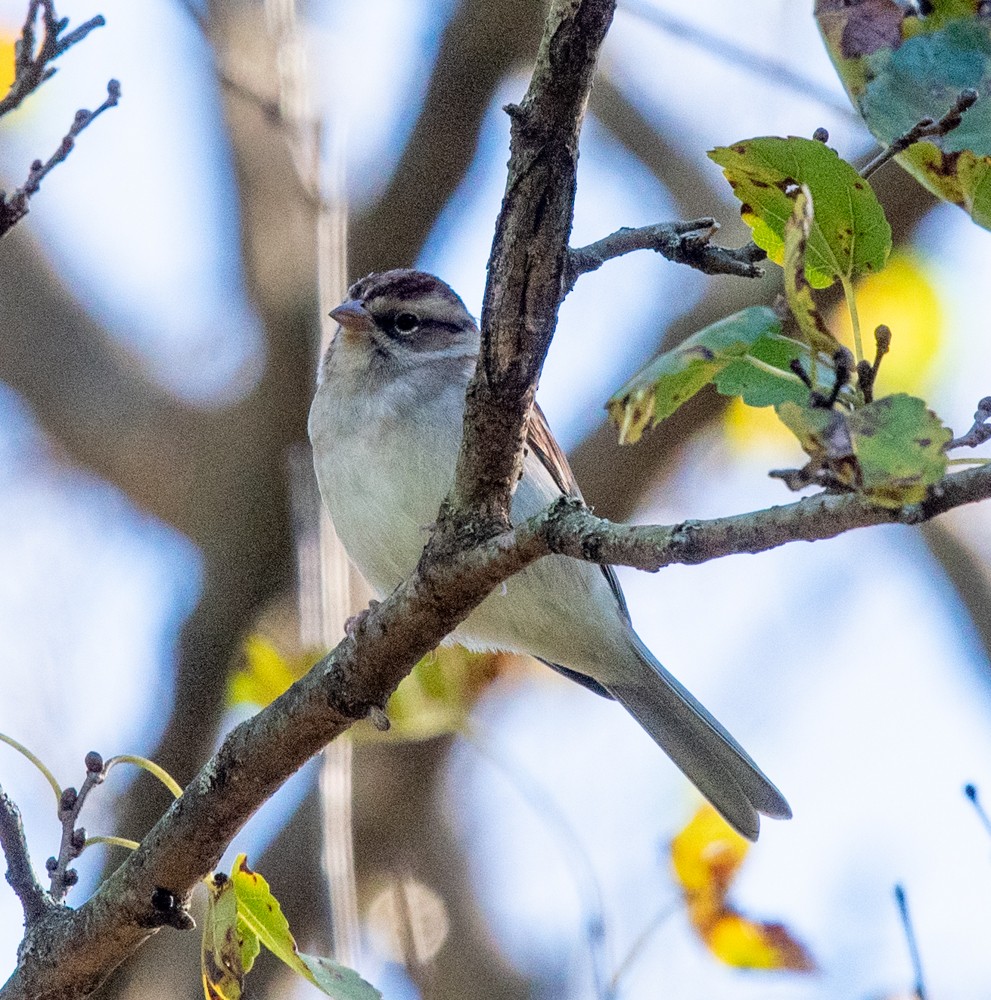 Chipping Sparrow - ML624718990