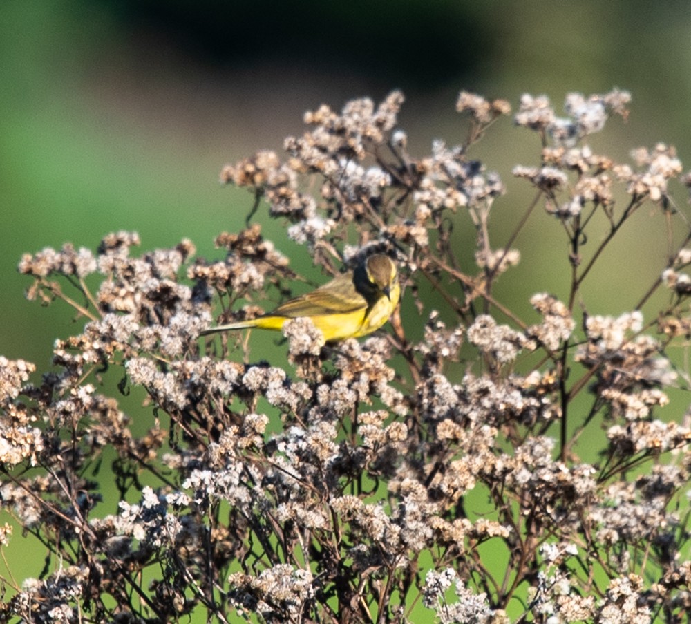 Palm Warbler (Yellow) - ML624718999