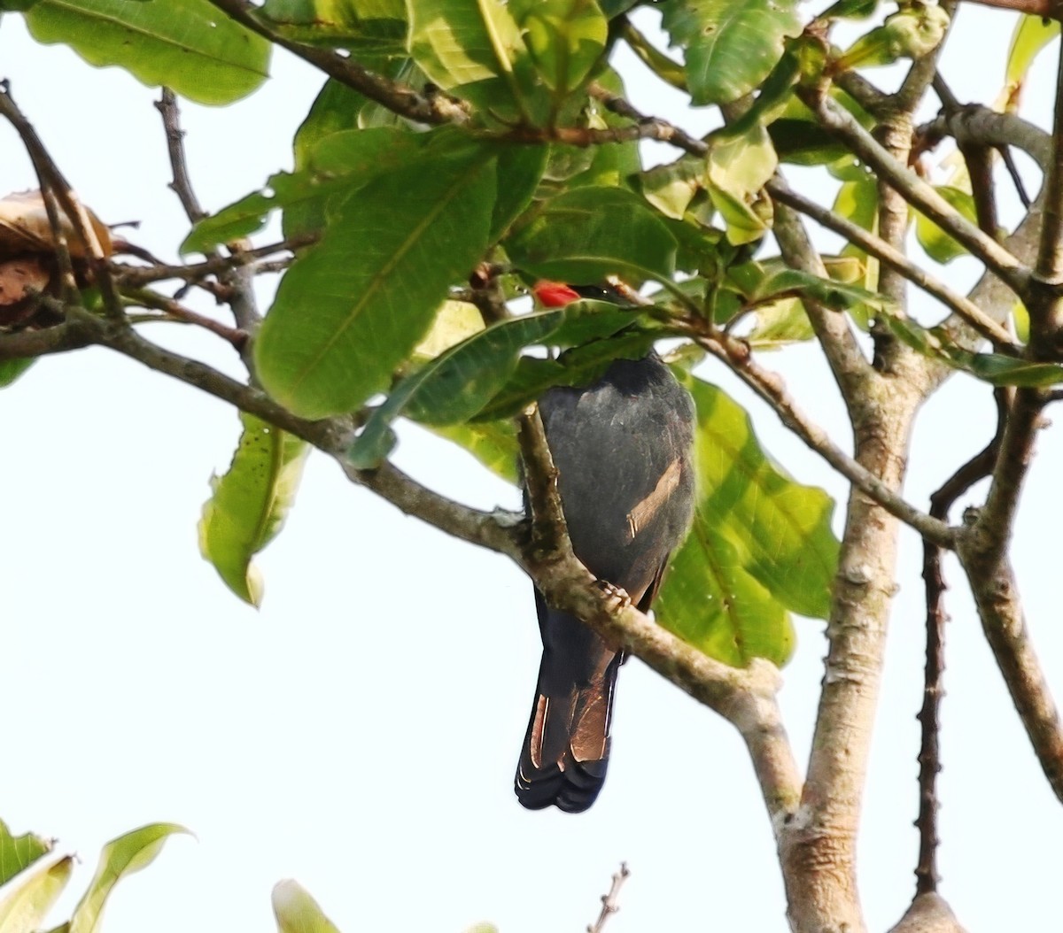 Slate-colored Grosbeak - ML624719111