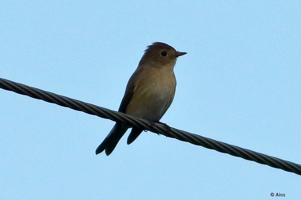 Red-breasted Flycatcher - ML624719133