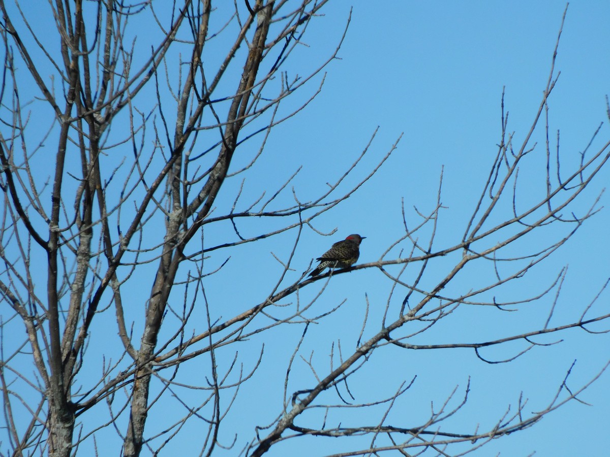 Northern Flicker (Yellow-shafted) - ML624719227