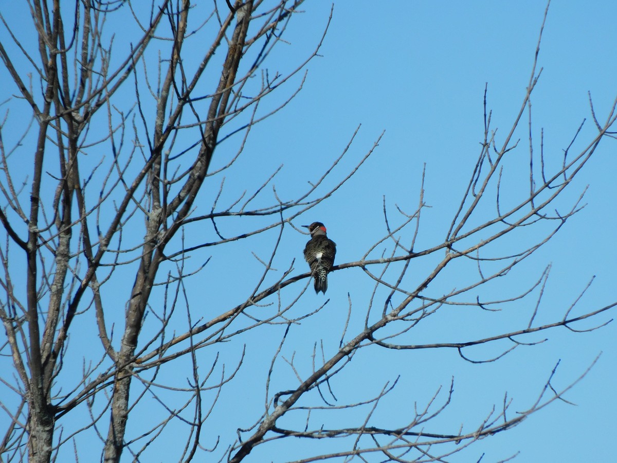 Northern Flicker (Yellow-shafted) - ML624719228