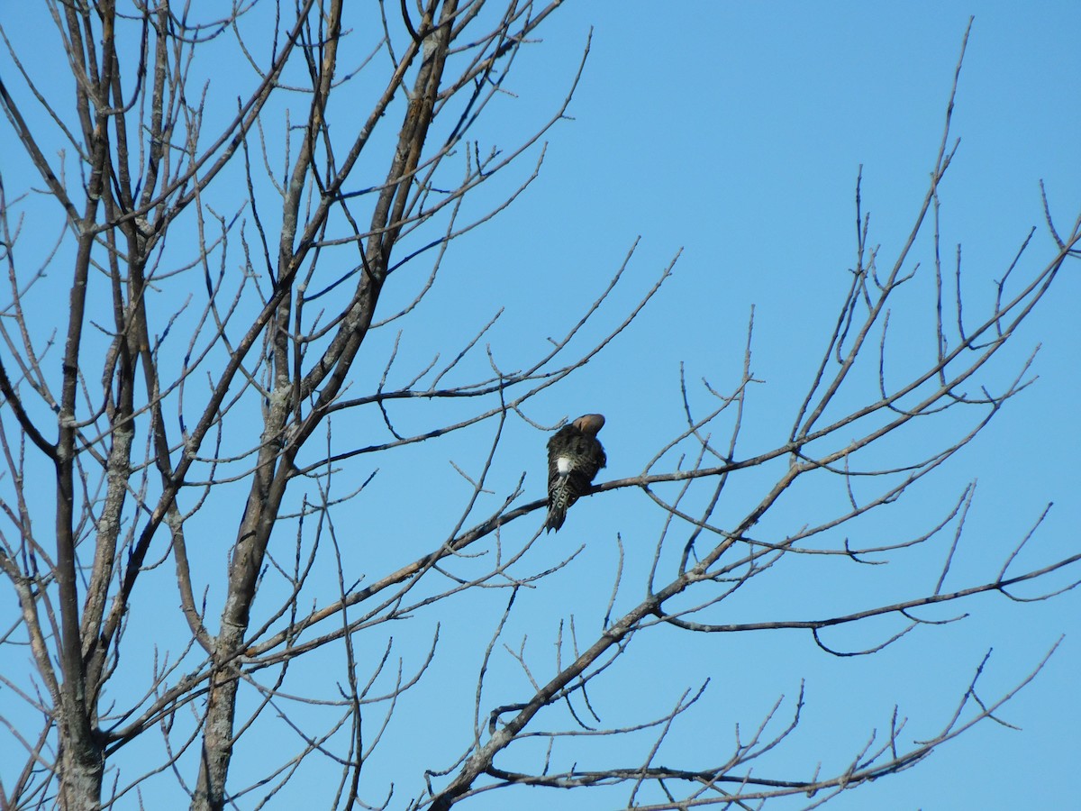 Northern Flicker (Yellow-shafted) - ML624719229