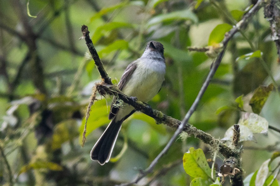 Apical Flycatcher - ML624719458