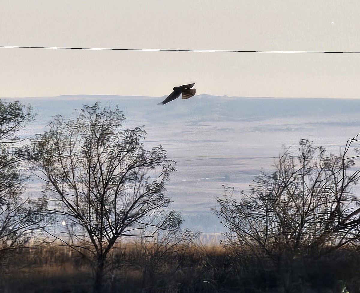 Northern Harrier - ML624719584