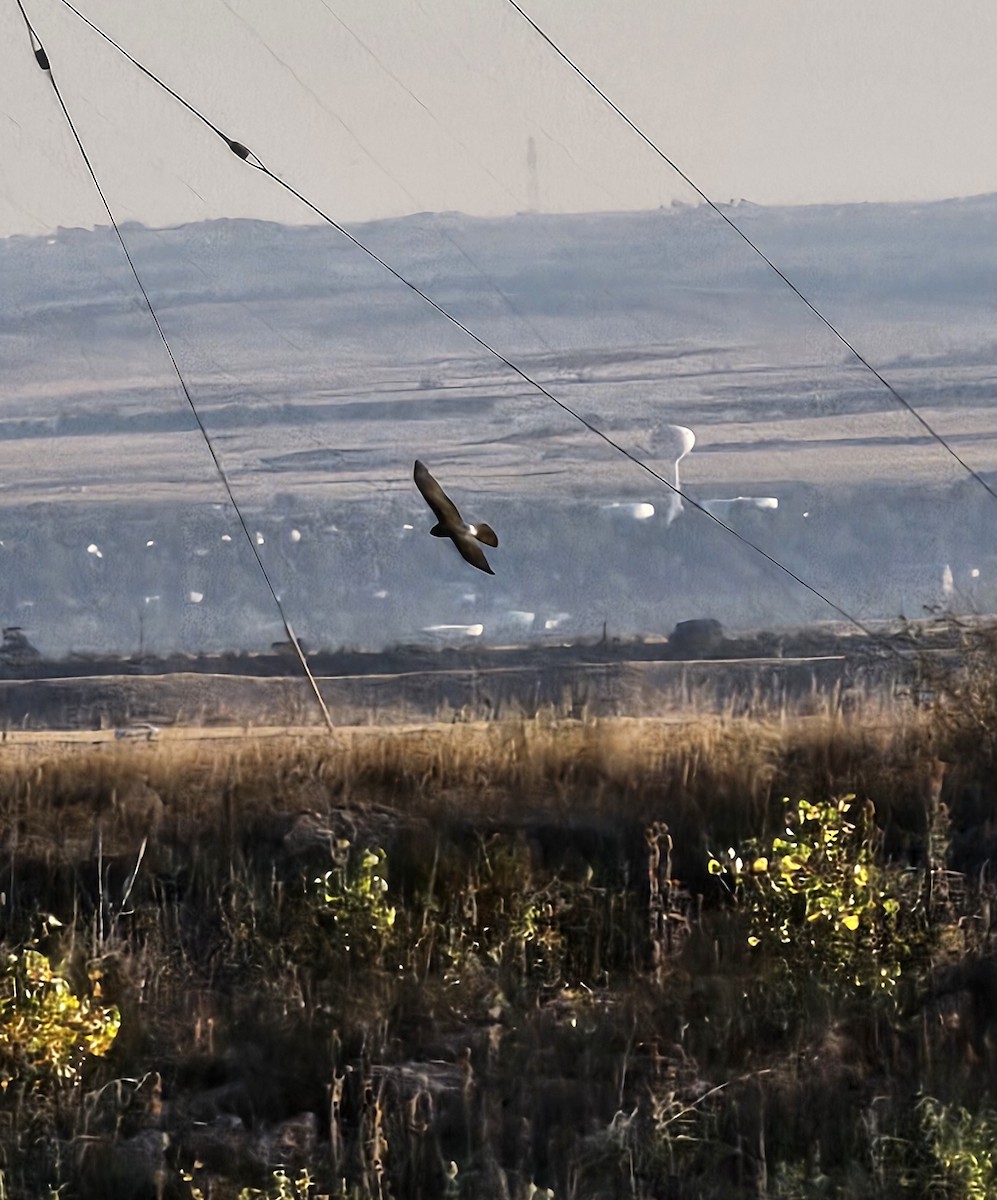 Northern Harrier - ML624719585