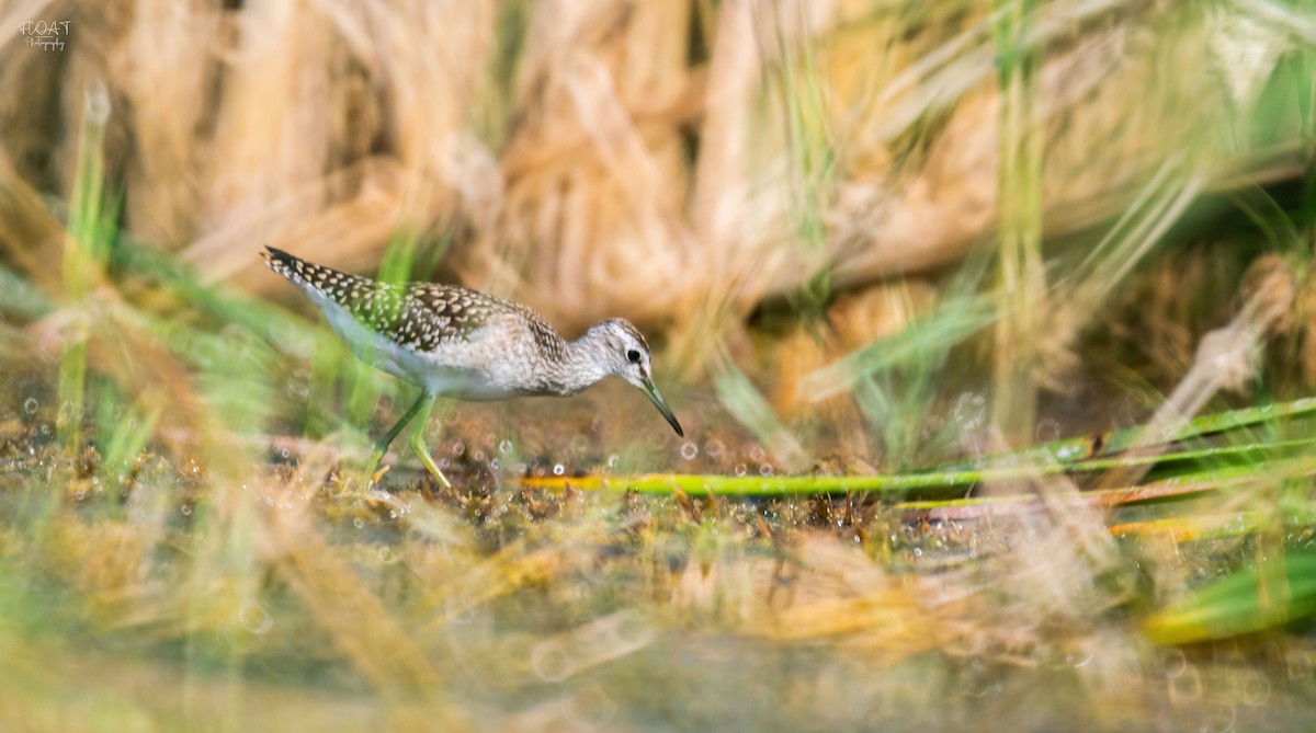 Wood Sandpiper - ML624719631