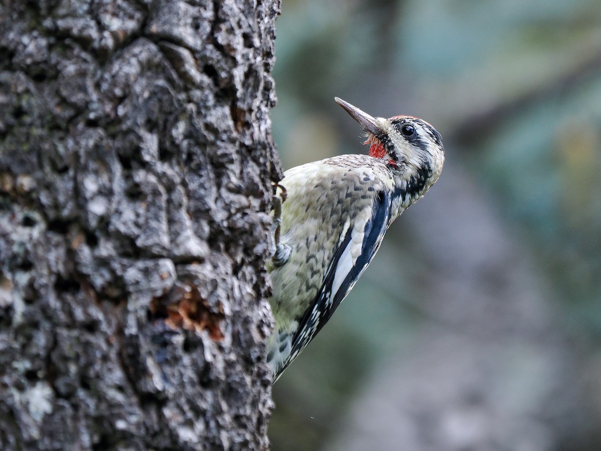 Yellow-bellied Sapsucker - ML624719658