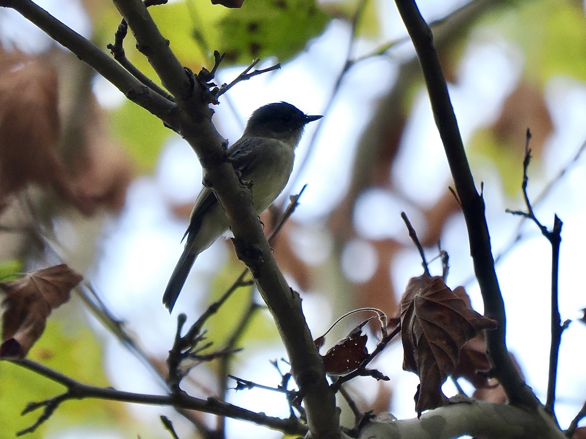 Eastern Phoebe - ML624719733