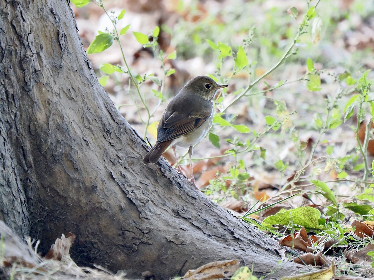 Hermit Thrush - ML624719757