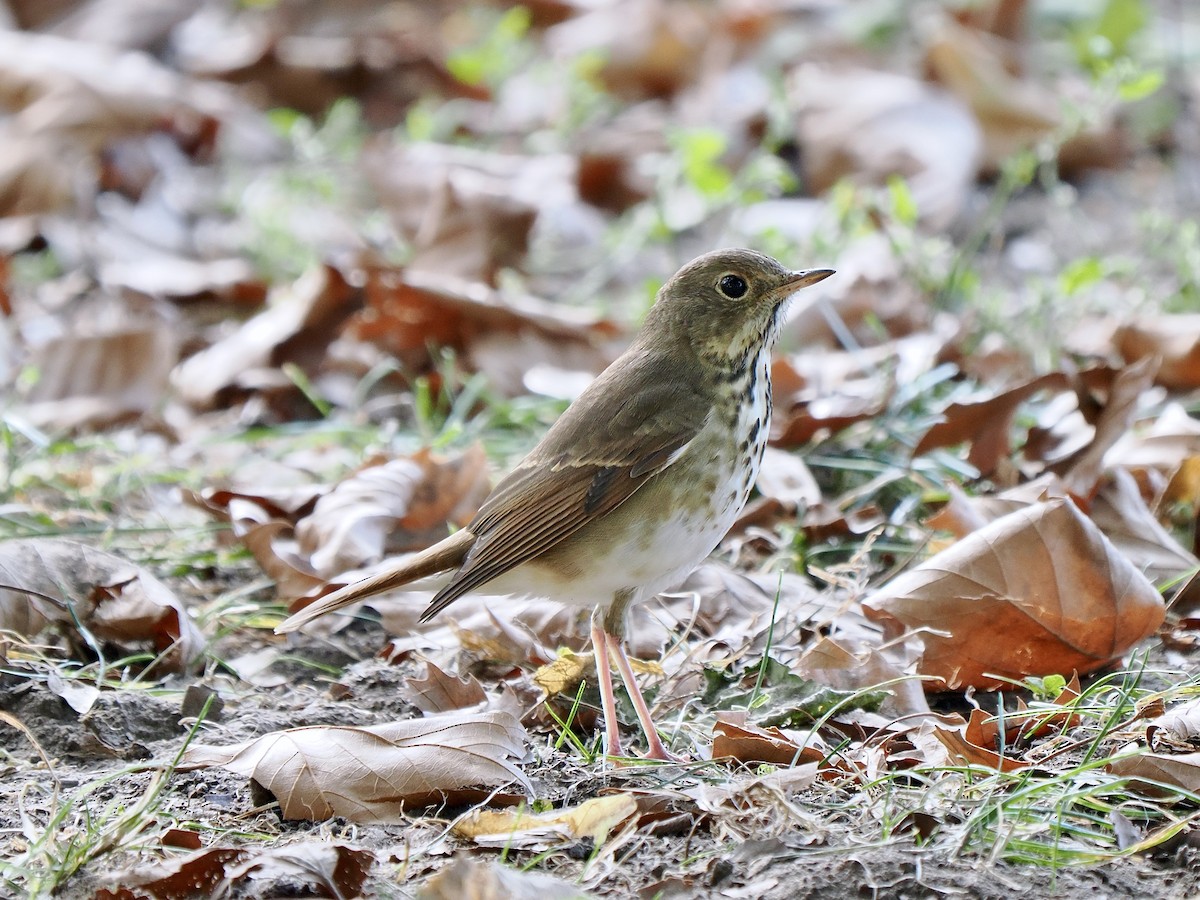 Hermit Thrush - ML624719791